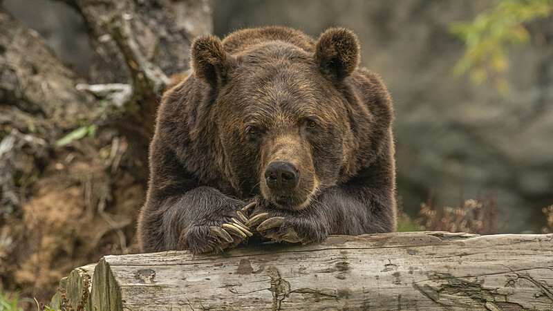 Медведь wirestock /freepik.com
